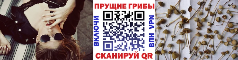 Галлюциногенные грибы MAGIC MUSHROOMS  Неман 